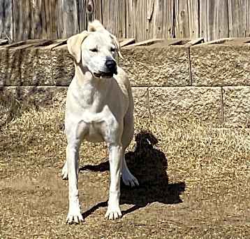 Photo of Nala