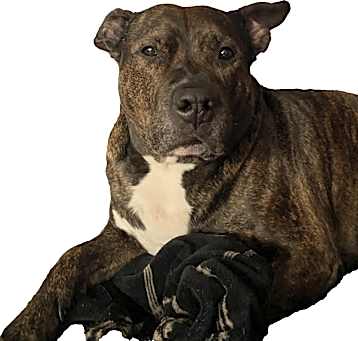 Photo of Bruiser