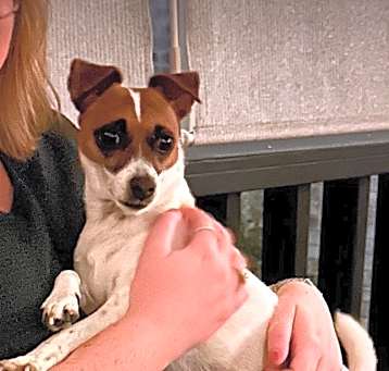 Photo of Piper