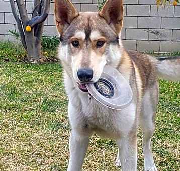 Photo of Odin