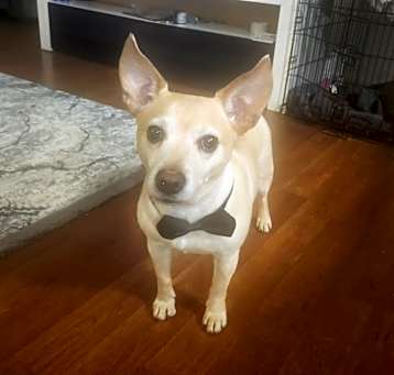 Photo of Lucky