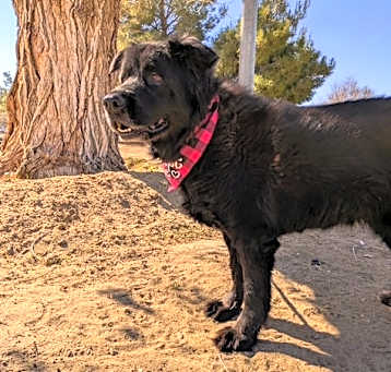 Photo of AUNT BO