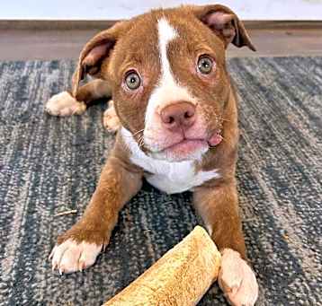 Photo of Mama Gia's Pup Gracie