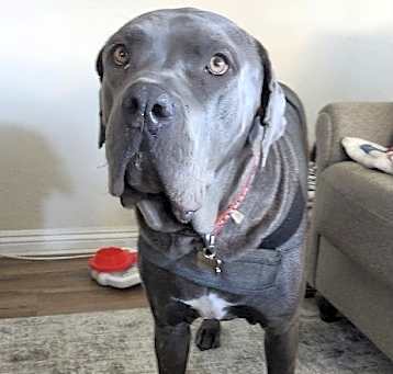 Photo of Duke - Courtesy Post
