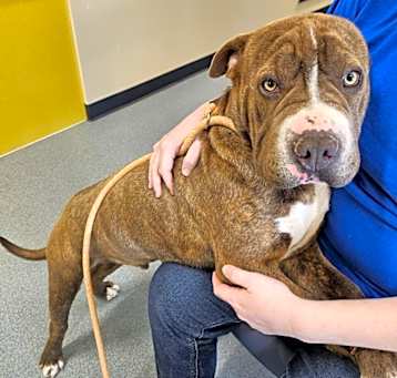 Photo of Bullet