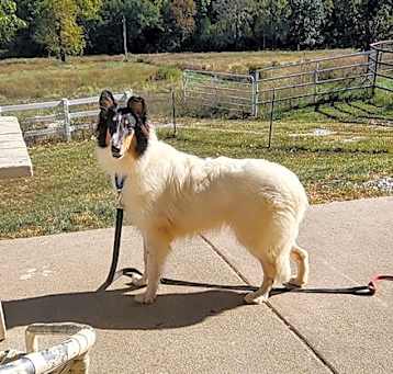 Photo of Skye (Collie puppy)