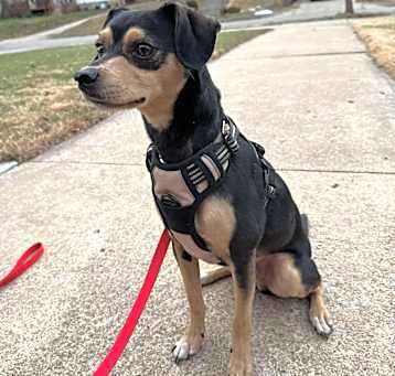 Photo of Dexter 