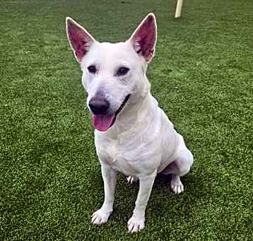 Photo of LEXI
