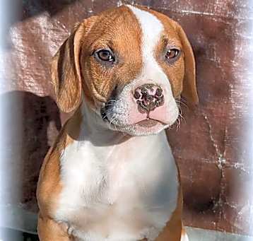 Photo of Elvis