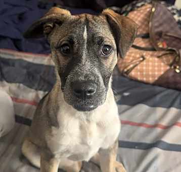 Photo of Nova