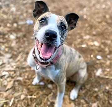 Photo of DOZER