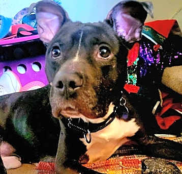 Photo of Spartacus