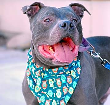 Photo of Baloo