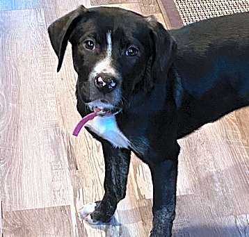 Photo of Onyx