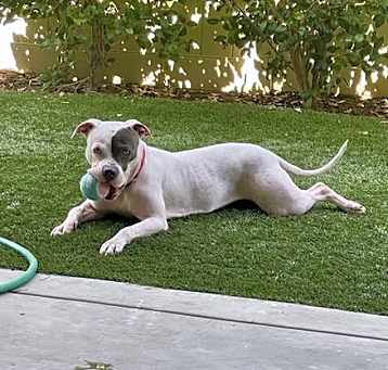 Photo of Trixie
