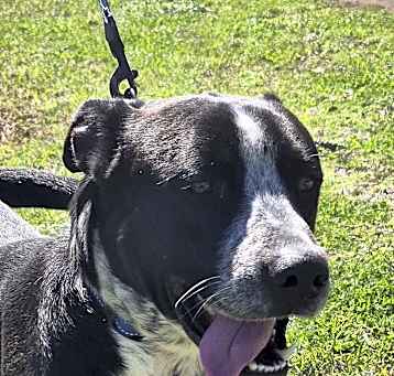 Photo of Voodoo