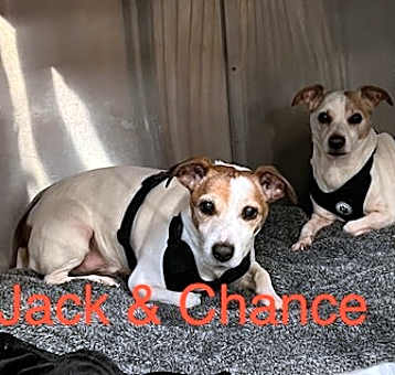 Photo of Jack & Chance *