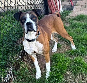Photo of Brady II