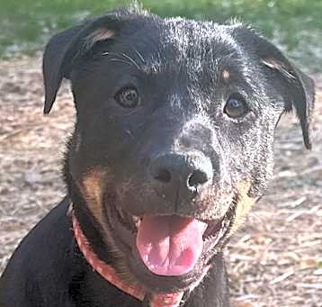 Photo of Mya (in foster)