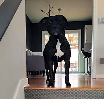 Photo of Atlas