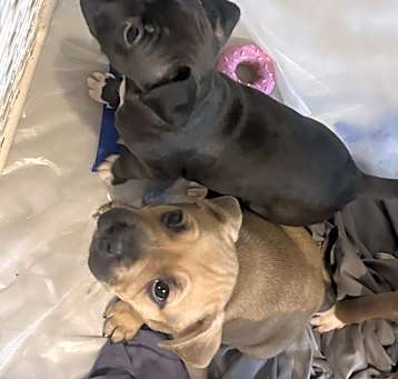 Photo of Puppies