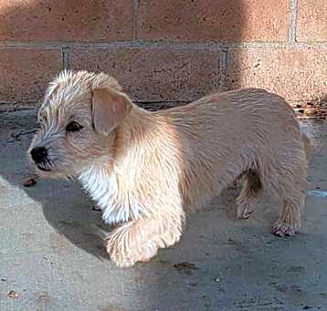 Photo of Pico