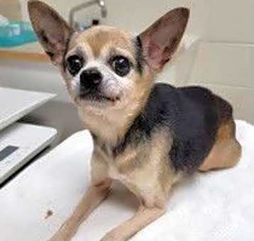 Photo of Jabbo