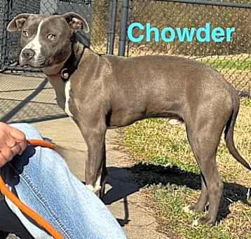 Photo of Chowder (1104 e 2nd #2)