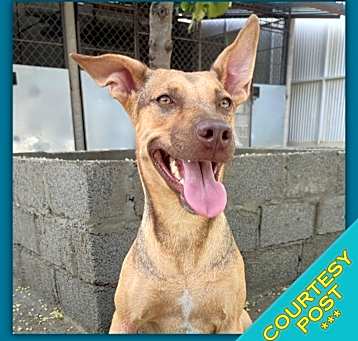 Photo of Brownie (CP)