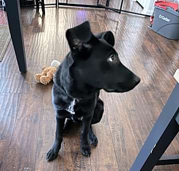 Photo of Royal