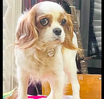 Photo of Belle (looking for sponsors & adopter!)