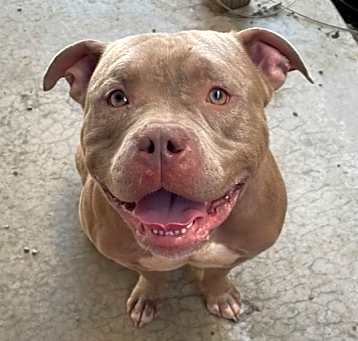 Photo of LOKI ~ House Hippo Alert!!  Sponsored Adoption Fee!