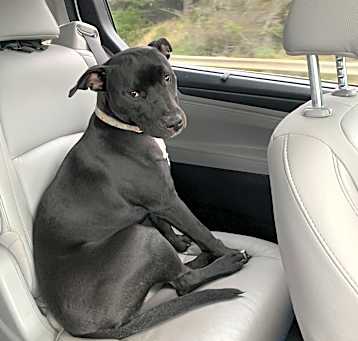 Photo of Callie