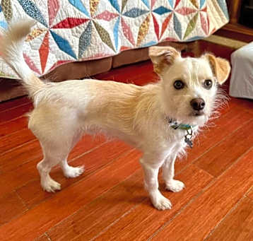 Photo of Boomer