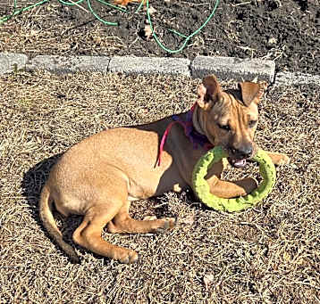 Photo of Ginger