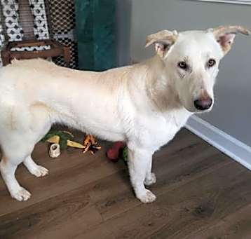 Photo of Remy