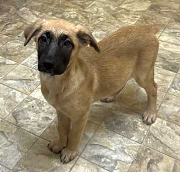 Photo of Vixen