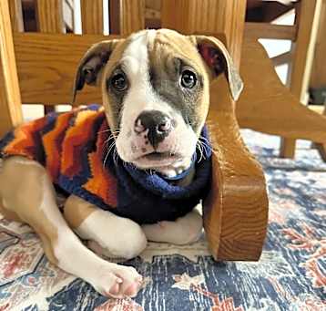 Photo of Brutus