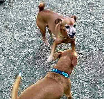Photo of BROWNIE & CHARLIE