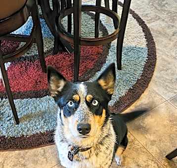Photo of Brioche