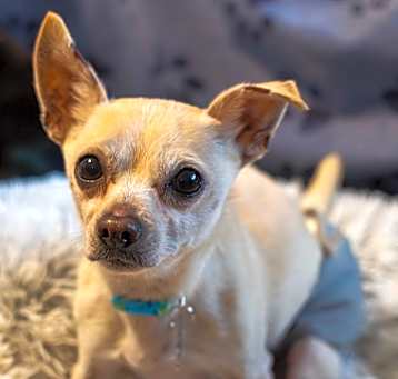 Photo of Wilbur