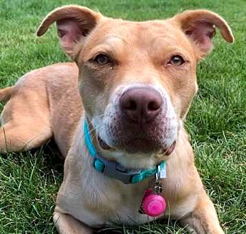 Photo of Rue