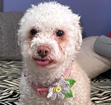 Photo of Lucy