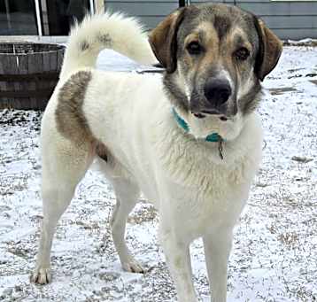Photo of Maverick