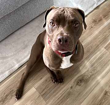 Photo of Bruno