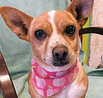 Photo of Chiquita