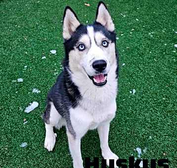 Photo of Huskus- Stray