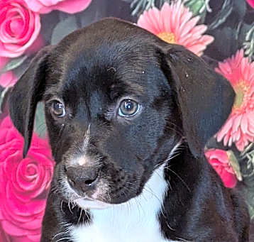 Photo of Ginger
