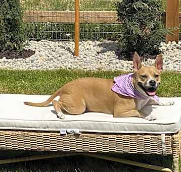 Photo of Nala