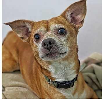 Photo of Matcha
